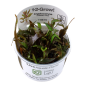 Preview: Cryptocoryne undulatus 'Red'/ Gewellter Wasserkelch 1-2-Grow!